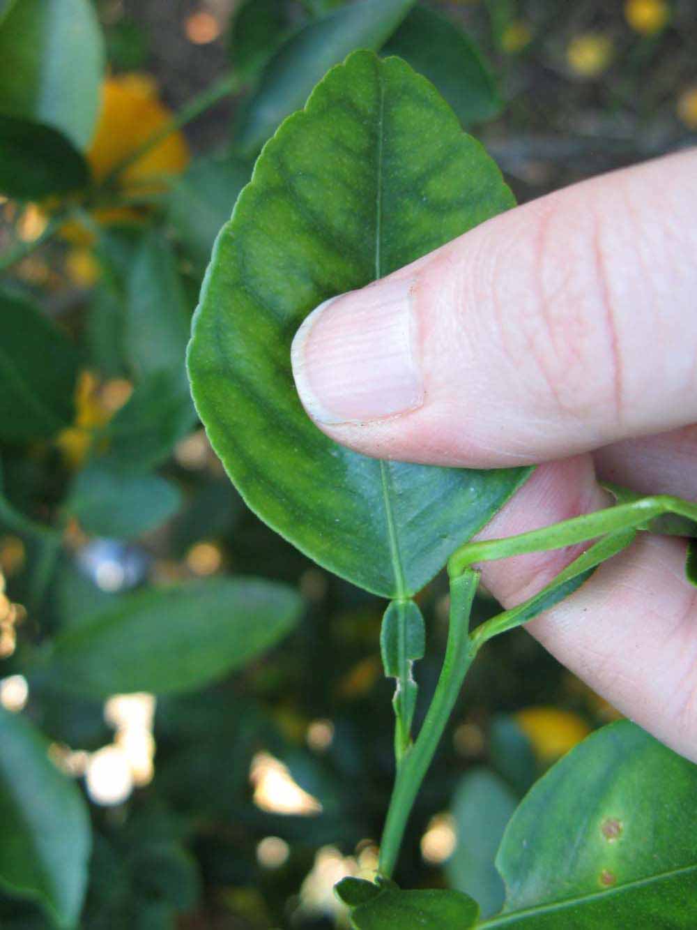            Unifoliolate leaf of  Citrus amblycarpa          (Nasnaran, Winter Haven,   FL)   